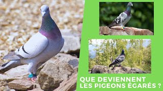 Que deviennent les pigeons égarés [upl. by Anawed982]