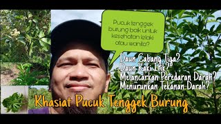 KHASIAT DAUN POKOK TENGGEK BURUNG POKOK DAUN CABANG TIGA Baik untuk kesehatan lelaki dan wanita [upl. by Sugihara522]