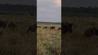 The Great Migration wildlife animals masaimara [upl. by Evante]