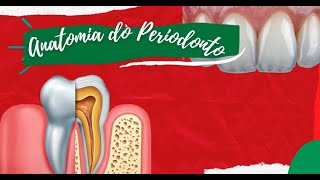 PERIODONTIA Anatomia do Periodonto [upl. by Ilyah74]