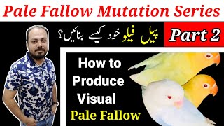 How to produce visual Pale Fallows l Lovebirds Pale Fallow Mutations series Part 2 l Welcome Aviary [upl. by Asabi]