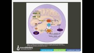 Apoptosis and Alzheimers Disease Fluorescent Detection Approaches [upl. by Nnylarak]