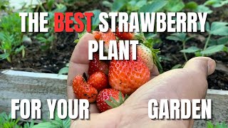 The Best Strawberries for Home Gardening [upl. by Annaillil]