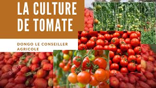 LA CULTURE DE TOMATE comment faire 40 a 60 tonnes lhectare BIEN CULTIVER LA TOMATE [upl. by Glanti]