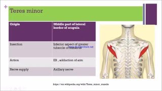 shoulder joint [upl. by Llessur]