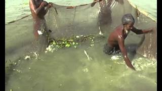 FISH FARM NABIGONJ BANGLADESH [upl. by Ecnedac161]