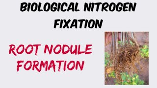 Root Nodule Formation BNF  Nitrogen Metabolism [upl. by Ybloc563]