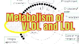 Metabolism of VLDL and LDL Biochemistry Metabolism of Lipoproteins 2 VLDL IDL LDL [upl. by Presber]