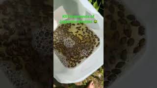 DIY Trap Kill Thousands of JapaneseJune Beetles Popillia japonica [upl. by Akiemaj218]