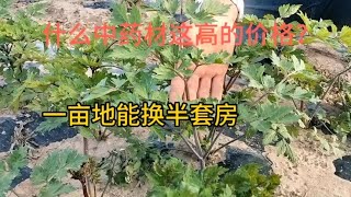 什么药材价格这么高，既然一亩地能换半套房？来看看这位神秘嘉宾 [upl. by Darreg626]