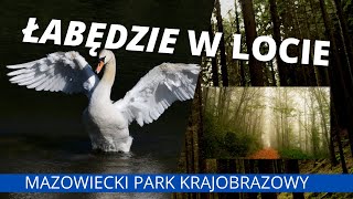 Odgłosy zwierząt odgłosy łabędzi w locie  w tle Mazowiecki Park krajobrazowy  głos łabędzi [upl. by Nosecyrb92]