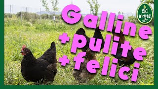 I BAGNI di SABBIA per la pulizia delle galline [upl. by Elylrac]