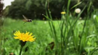 Macadamia Orchard Biodiversity HOVERFLY [upl. by Koss]