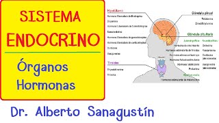 SISTEMA ENDOCRINO explicado FÁCIL glándulas y hormonas [upl. by Jepson]