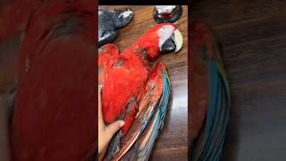 Billi🐱 Ne macaw parrot ko maar Diya😭😭  parrot petsvlogs fishing trending viral shortsfeed [upl. by Eineeuq278]