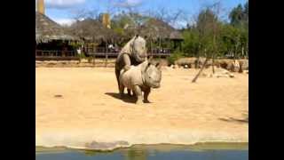 accoppiamento di rinoceronti al bioparco di valencia [upl. by Dnalro]