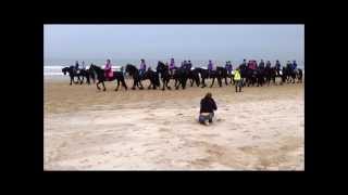 Friesian Horses The Netherlands [upl. by Eelhsa335]