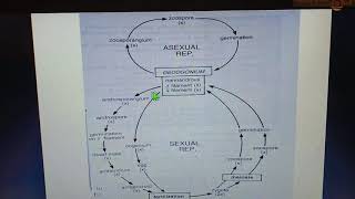 Life cycle in OedogoniumAlteration of Generations Oedogonium ALGAE BOTANY LECTURES [upl. by Genna]