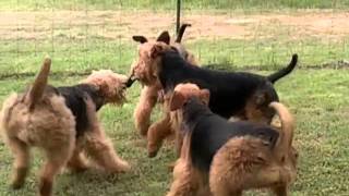 New Point Kennel Airedales Having Fun [upl. by Ellesij]