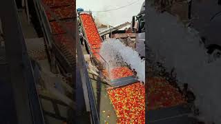 Descarregando tomate na base do jato dágua [upl. by Annaert44]