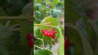 “Viburnum opulus” அழகாய் இருக்கிறாய் பயமாக இருக்கிறது சாப்பிடலமானு தெரியல அதான் 😄youtubeshorts [upl. by Baptiste698]