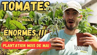 PLANTER des TOMATES  Mes CULTURES du MOMENT au POTAGER MAI 2024 [upl. by Corvese454]