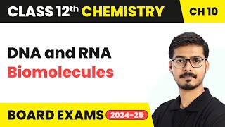 DNA and RNA  Biomolecules  Class 12 Chemistry Chapter 10  CBSE 202425 [upl. by Aihn]