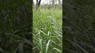 Guinea grass Megathyrsus maximus or Panicum maximum from Africa for forage [upl. by Hewie]