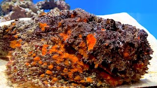 オニダルマオコゼ Reef stonefish Synanceia verrucosa [upl. by Ibson]