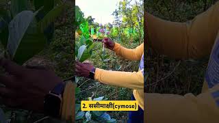 ncert biology class11 cymose ससीमाक्षी [upl. by Halland]