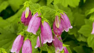 Bellflowers in the Shade Garden [upl. by Aibonez481]