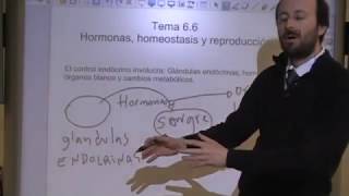 Hormonas y Homeostasis [upl. by Deedahs452]