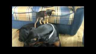 Mini Pinscher vs Dobermann InaLexus [upl. by Naylor]