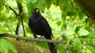 Amsel singt [upl. by Stanton]