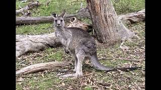 Currawong Bush Park Walks Doncaster East [upl. by Agnes]