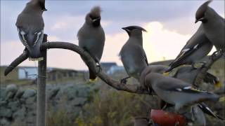 Waxwings on a Stick  Fair Isle Shetland [upl. by Lulu443]