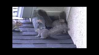 Attic kings remove squirrels in Atlanta Ga [upl. by Adnohsor]