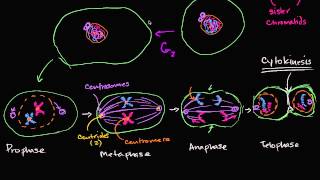 Mitosis Splitting Up is Complicated  Crash Course Biology 12 [upl. by Aicenav806]