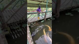 Giant fish Arapaima feeding wide angle amp close up video  Wait until you see it shorts arapaima [upl. by Ainosal820]