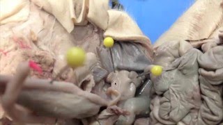 Fetal Pig Reproductive Systems [upl. by Gebhardt]