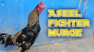 Meet the Champion Aseel Murga Strength Stamina and Skill [upl. by Surbeck]