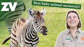 Keeper reacts to adorable baby animals [upl. by Stedmann468]