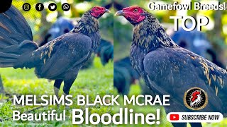 Melsims Black McRae Gamefowl Showing  Boyakz Backyard [upl. by Elliott426]