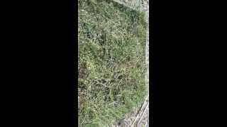 Harvesting Alfalfa from a backyard gardener [upl. by Samp]