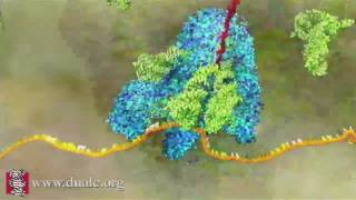 mRNA Translation Advanced [upl. by Nadabb]