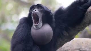 Screaming Gibbon Monkey [upl. by Micky]