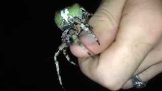 Giant Lichen Orbweaver Araneus bicentenarius [upl. by Jamie]