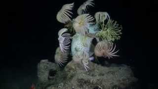 Deep Sea Crinoids at 1200 feet [upl. by Tallia]