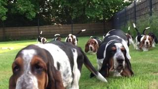 Basset Puppies Run [upl. by Llerreg759]