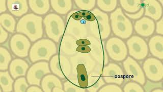 Chapter 2 Fertilization amp Changes after fertilization [upl. by Akienat]